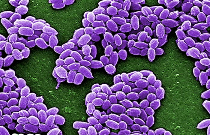 Роспотребнадзор сообщил о вспышке сибирской язвы в Турции