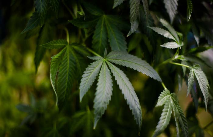 В канада легализована конопля лечение болезни паркинсона марихуаной