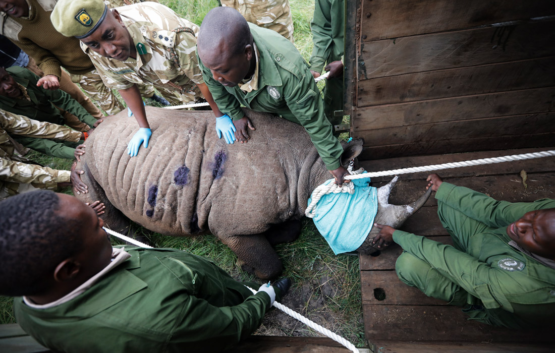 Служба охраны дикой природы Кении размещает в кузов грузовика носорога, усыпленного с помощью транквилизаторов, чтобы перевезти его в национальный парк Восточный Цаво
