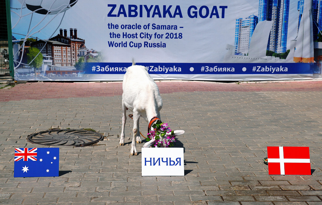 В Самаре коза Забияка предсказала результат матча между сборными Дании и Австралии. Встреча пройдет 21 июня на стадионе "Самара Арена".