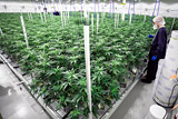 В Канаде началась легальная продажа марихуаны для получения удовольствия