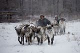 Оленеводы на севере Камчатки шесть лет не получали зарплату