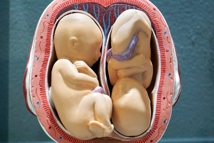 Власти Китая остановили работы по редактированию генов эмбрионов человека