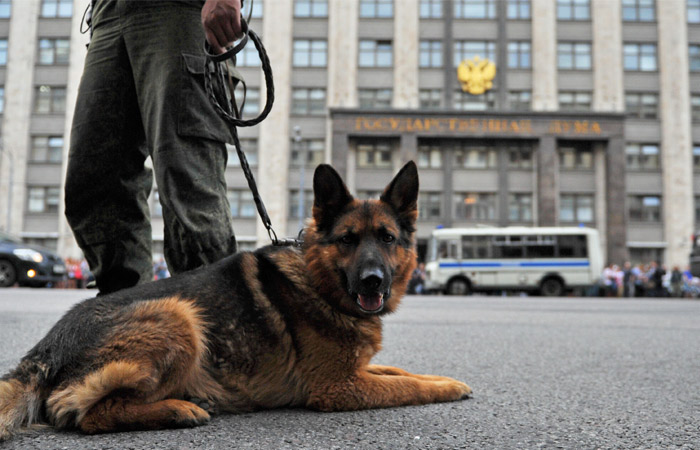Закон об обращении с животными принят Госдумой спустя восемь лет после внесения
