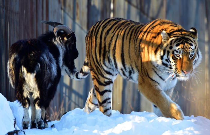 Тигра, прославившегося дружбой с козлом, планируют отправить из Приморья на Кубань
