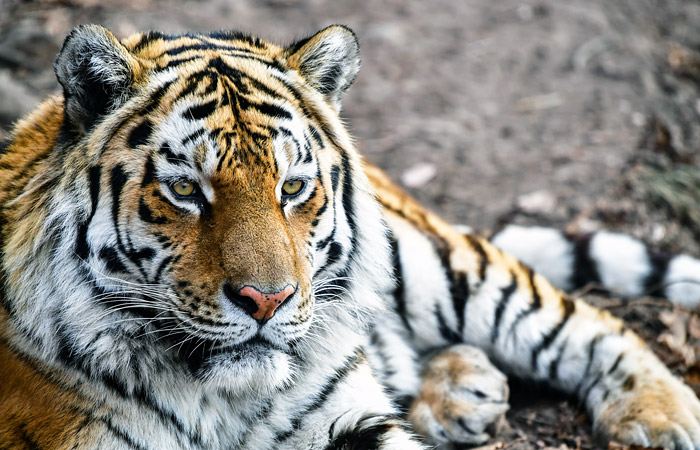Власти Приморья попросили Московский зоопарк не отправлять тигра Амура на Кубань