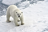 На Новой Земле ввели чрезвычайное положение из-за нашествия белых медведей