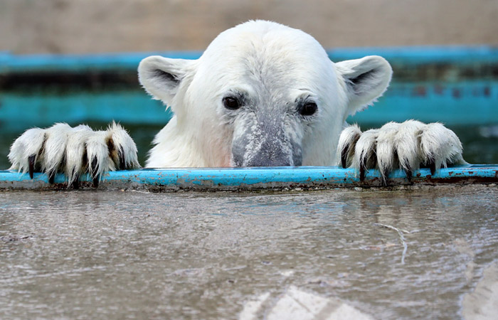 Власти Новой Земли объяснили нашествие белых медведей изменением климата