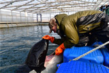 В "китовой тюрьме" наперекор Минприроды продолжили готовить животных к океанариумам