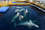 Отловщики белух и косаток из "китовой тюрьмы" признались, что поймали их для зарубежных океанариумов