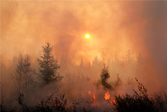 Космодром "Восточный" оказался под угрозой природного пожара