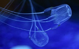 Найдено противоядие от ожогов самых ядовитых медуз в мире