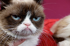  - Grumpy Cat