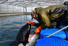 Отловщики заявили, что выпуск косаток из "китовой тюрьмы" может привести к их гибели