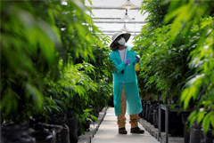 В Таиланде туристам разрешили употреблять марихуану в медицинских целях