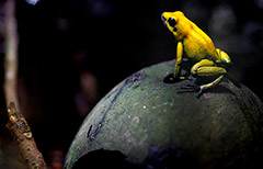 Медведев запретил россиянам держать дома ужасных листолазов