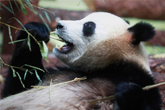 Московский зоопарк начал трансляцию из вольеров больших панд