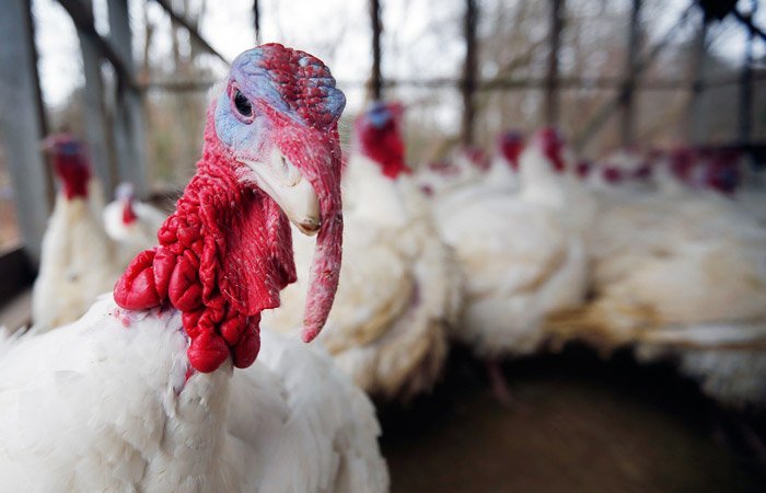 Суд признал банкротом производителя индюшатины "Евродон"