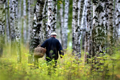 Минсельхоз пообещал не ограничивать сбор грибов и ягод
