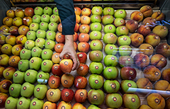Российские садоводы предложили запретить импорт фруктов на 9 месяцев в году