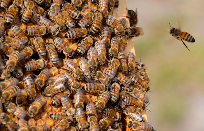 Россельхознадзор обвинил Минэкономразвития в массовой гибели пчел