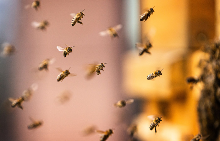 Эксперт оценил в триллион рублей ущерб экономике от массовой гибели пчел