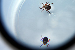 Парламентарии США заподозрили Пентагон в распространении болезней через клещей