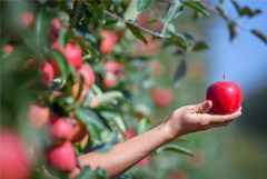 Россельхознадзор разрешил поставки белорусских яблок