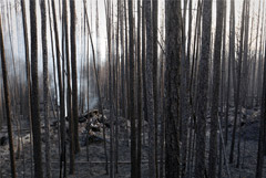 Шаманы решили вызвать дождь для тушения лесных пожаров в Сибири