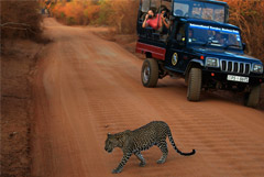 Туристы начали возвращаться на Шри-Ланку после апрельских терактов