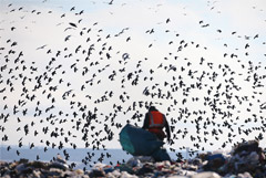 Власти Подмосковья обнаружили стаи птиц у мусорного объекта вблизи Жуковского