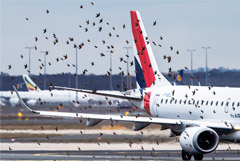 Аэропорт "Жуковский" создаст дополнительный контур защиты от птиц