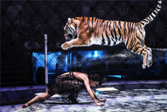 Половина россиян назвали выступления с животными обязательными для цирка