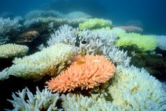 Ученые заявили об ухудшении состояния Большого Барьерного рифа