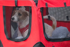 Джонсон привел на Даунинг-стрит щенка из приюта