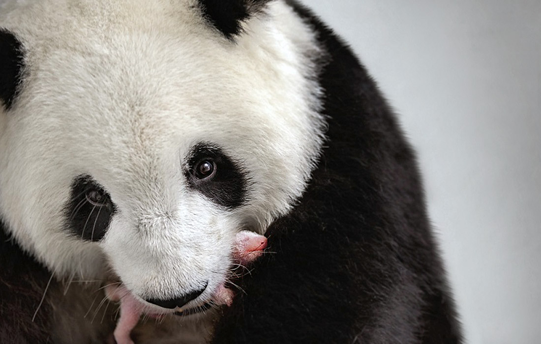 Большая панда Мэн Мэн держит новорожденного детеныша в зоопарке Берлина