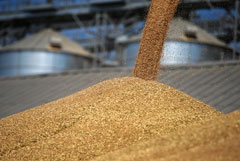 Продажи зерна российских аграриев за 8 месяцев снизились на 23%