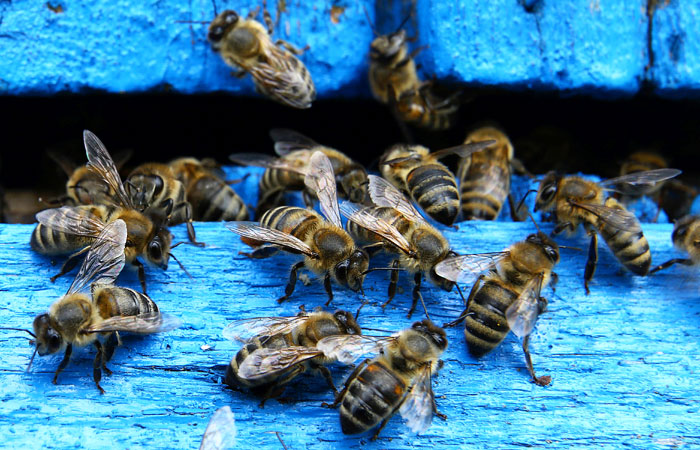 Виновных в массовой гибели пчел нашли в Тульской области