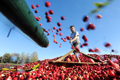Российские ученые признали чай, арахис и клюкву природными ГМО-растениями