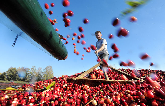 Российские ученые признали чай, арахис и клюкву природными ГМО-растениями
