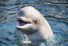 Эксперт заверил, что браконьеры из КНДР не угрожают белухам из "китовой тюрьмы"