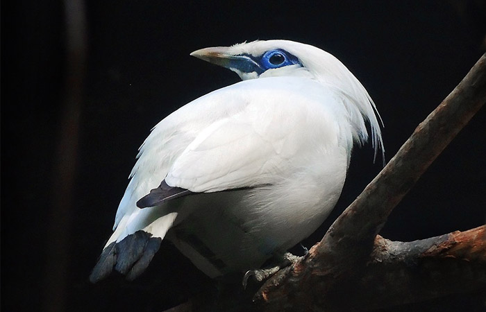 В Московском зоопарке впервые появились редчайшие балийские скворцы