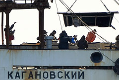 Всех животных из "китовой тюрьмы" в Приморье выпустили на свободу