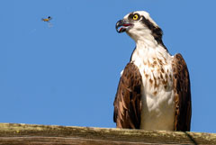 Ученые заявили о массовой гибели сибирских птиц в Индии