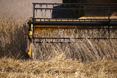 Цена на рожь в РФ резко взлетела