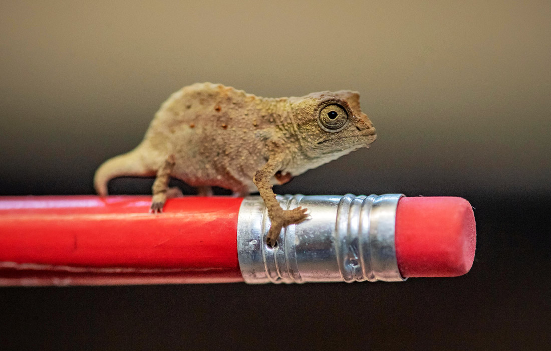 Хамелеон в зоопарке британского Честера