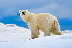 В России впервые пересчитают всех белых медведей