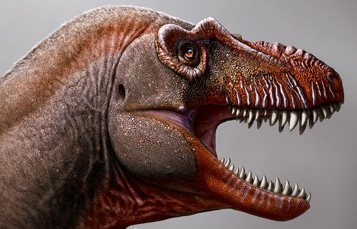 Новый вид тираннозавра, открытый в Канаде, назвали "Жнецом смерти"