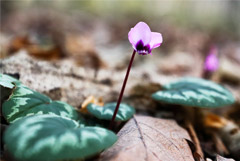 Росгидромет спрогнозировал скорое наступление весны в европейской части РФ