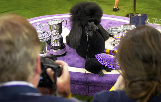   Westminster Kennel Club